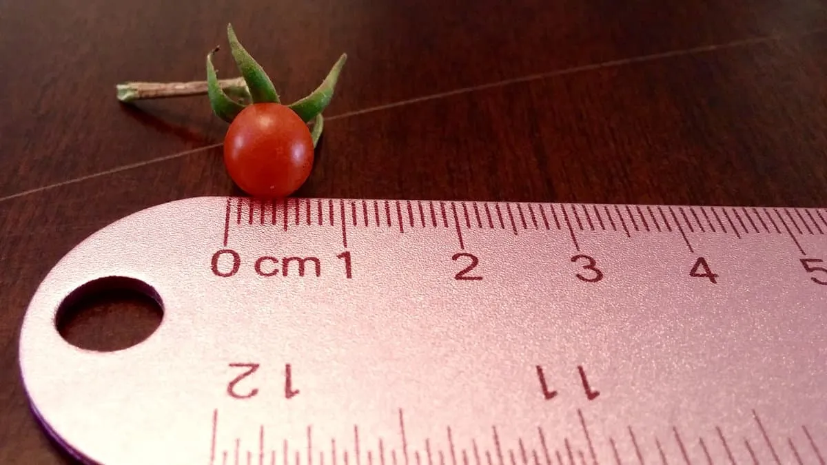 Where Is My Ruler? 我的尺子在哪里?