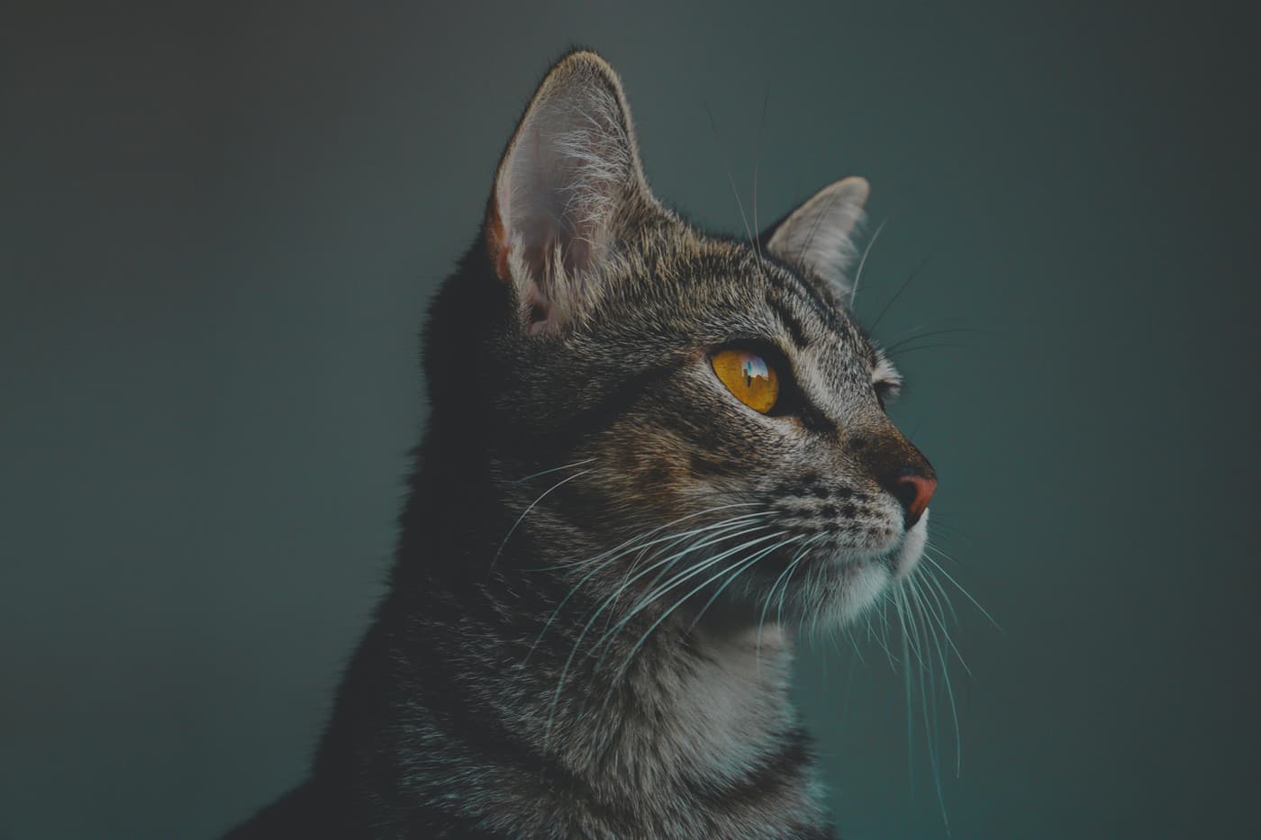 My Little Cat 我的小猫