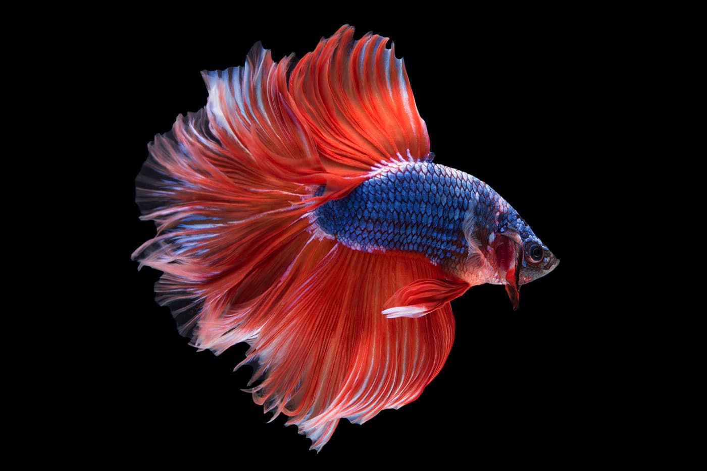 My Little Fish 我的小鱼
