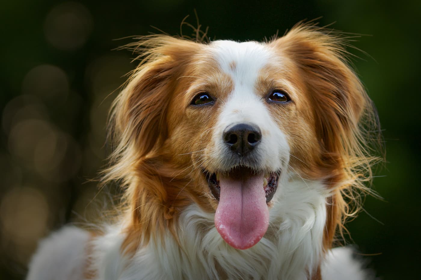 My Pet Dog 我的宠物狗